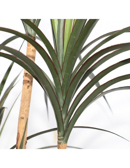 DRACAENA  NP_325_180  ΥΨΟΣ 180cm