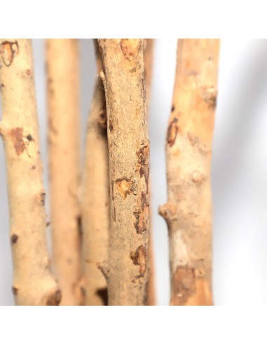 DRACAENA  NP_325_180  ΥΨΟΣ 180cm