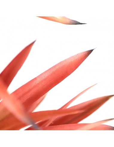 SISAL TREE  NP_811_140  ΥΨΟΣ 140cm